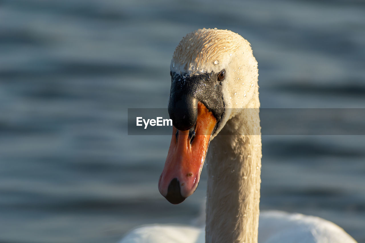 Mute swan's head illuminated by the sun, front view