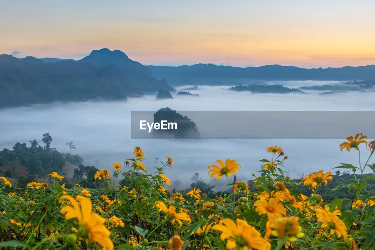 SCENIC VIEW OF FLOWERING PLANTS AGAINST SKY DURING SUNSET