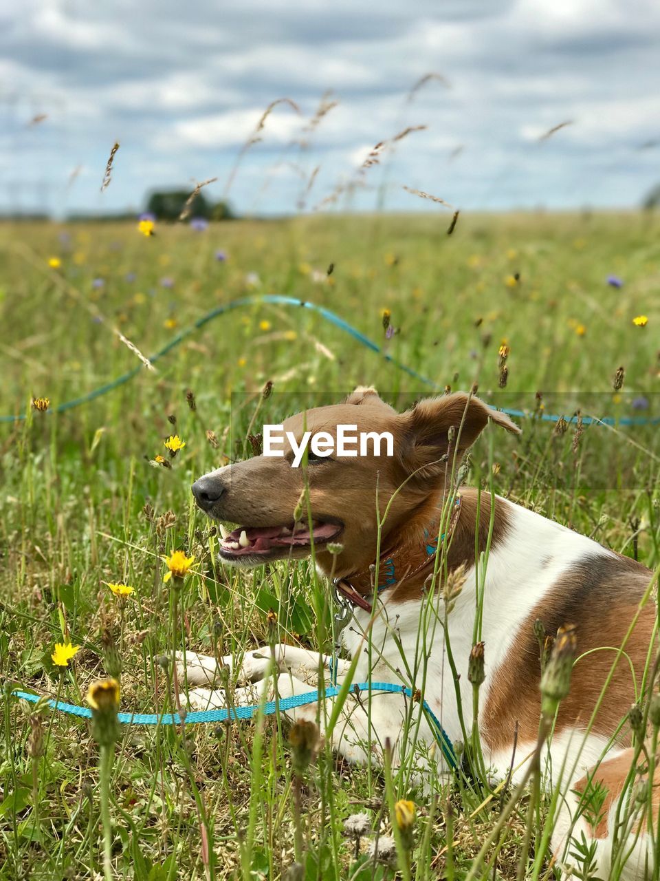 DOG IN FIELD