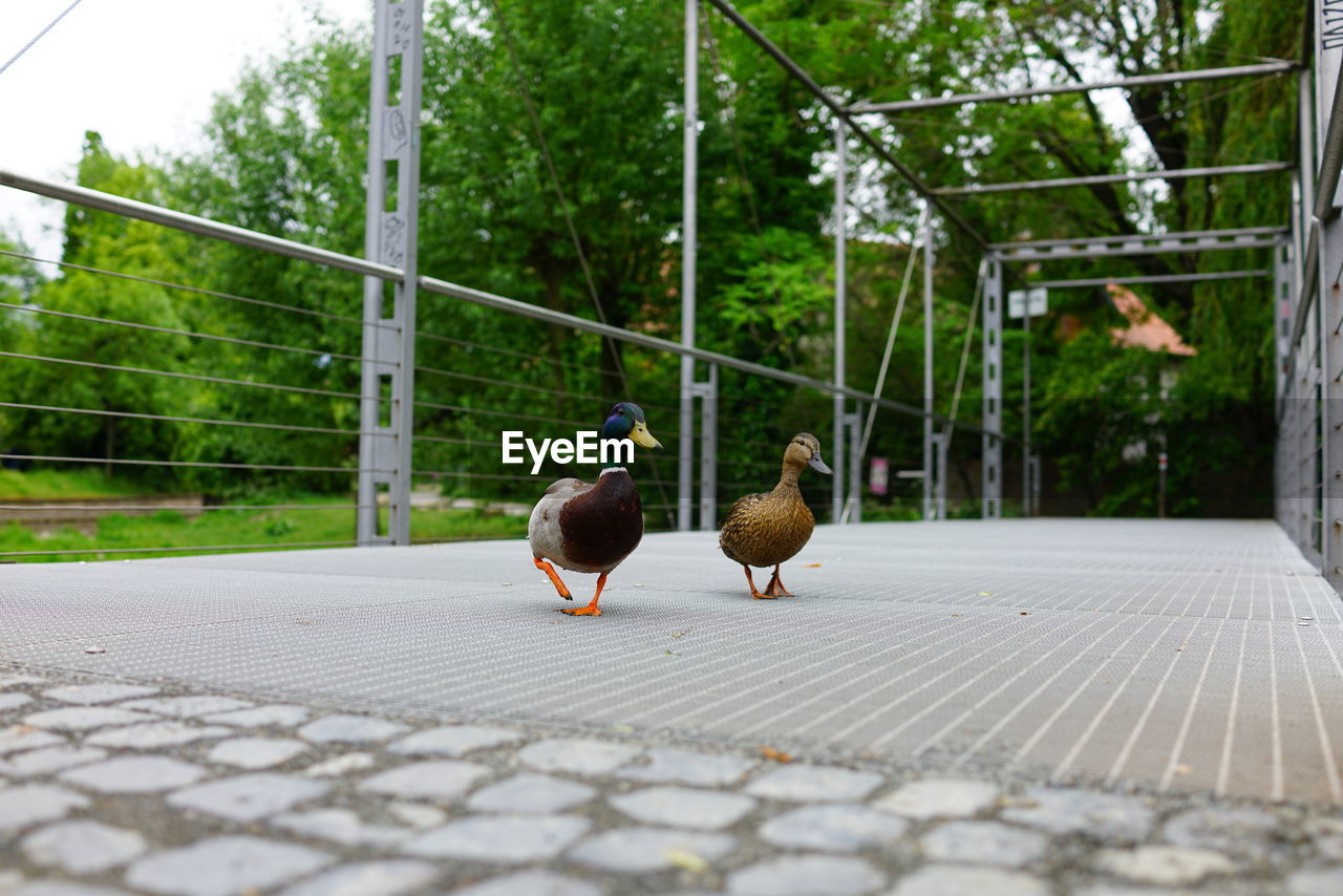 Two birds perching on footpath