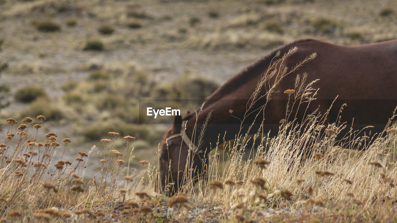 View of an animal on grass