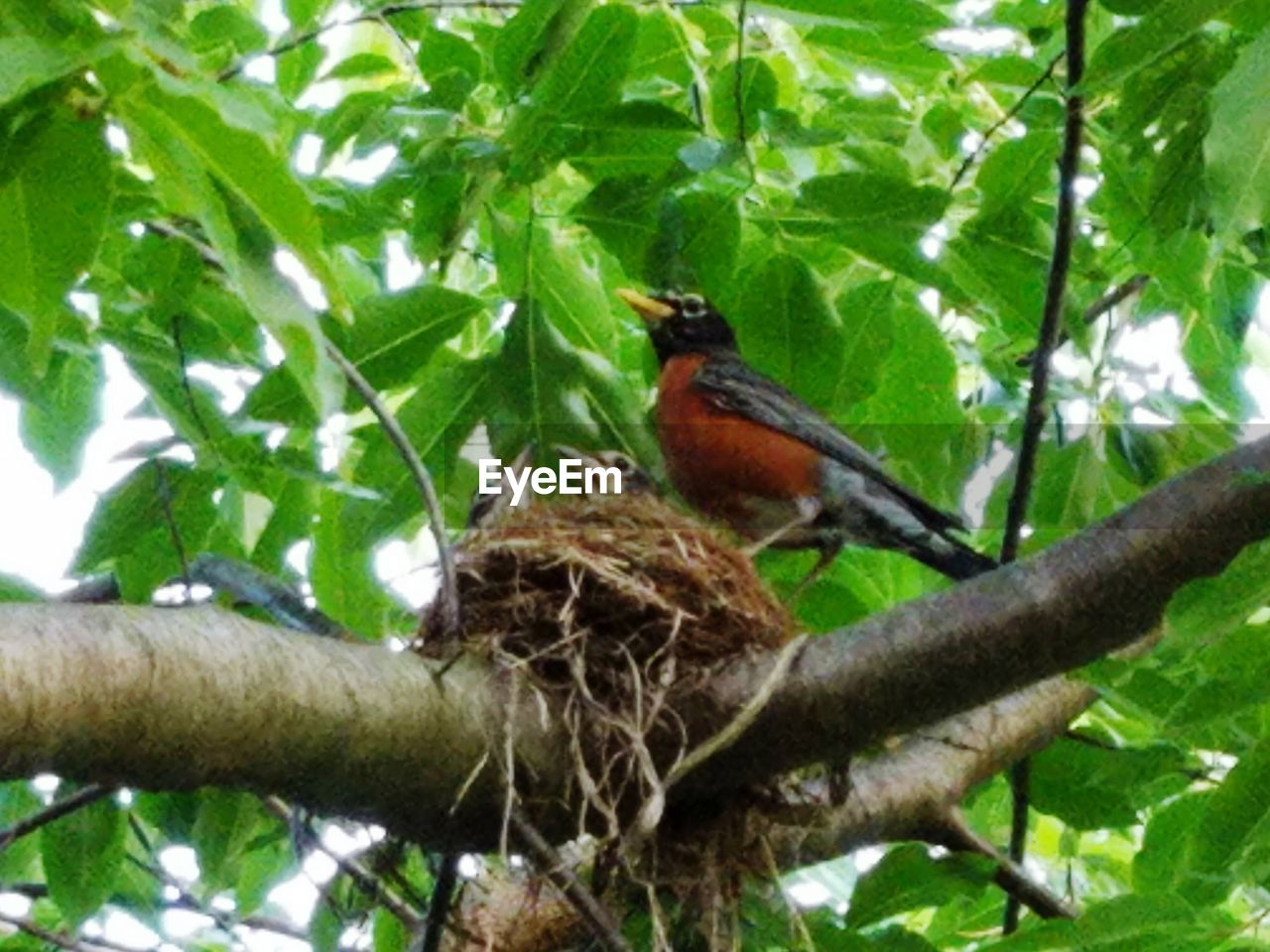 LOW ANGLE VIEW OF BIRDS PERCHING ON BRANCH