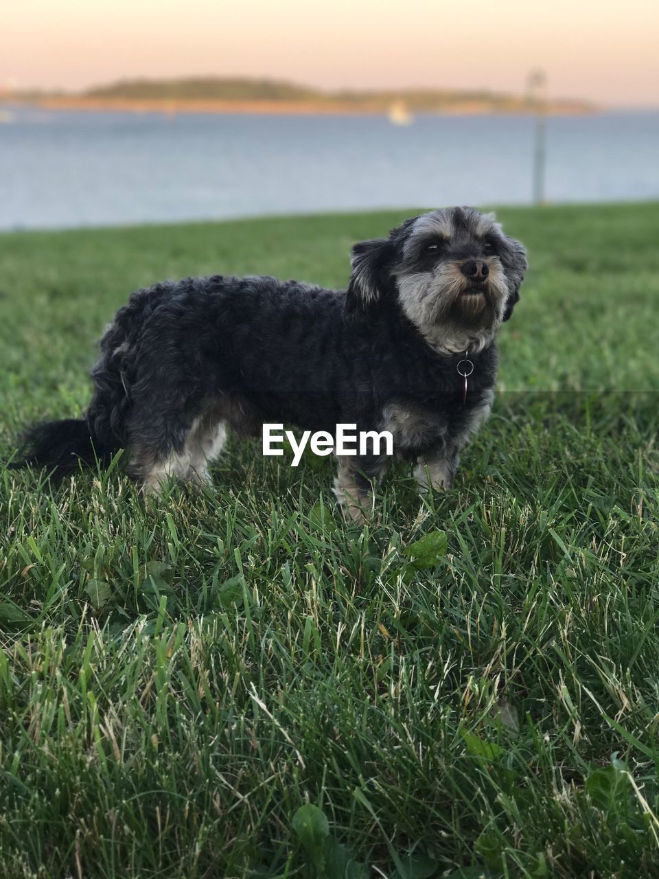 DOG ON FIELD AGAINST SKY DURING SUNSET