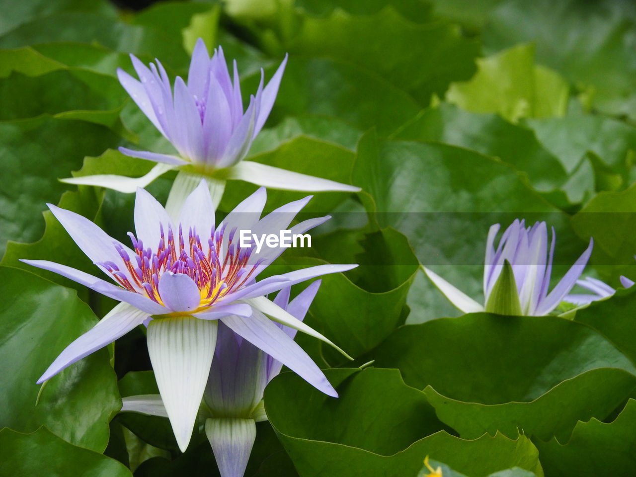 CLOSE-UP OF LOTUS WATER LILY IN GARDEN