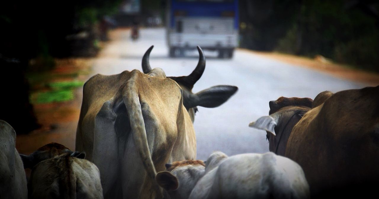 Rear view of cows with calves on road