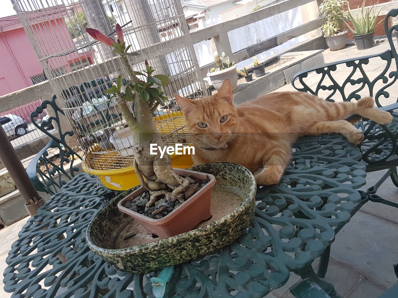 PORTRAIT OF CAT ON CHAIRS