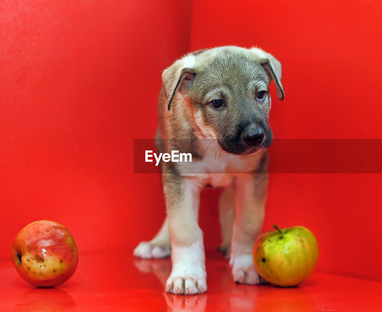 PORTRAIT OF DOG SITTING IN A RED