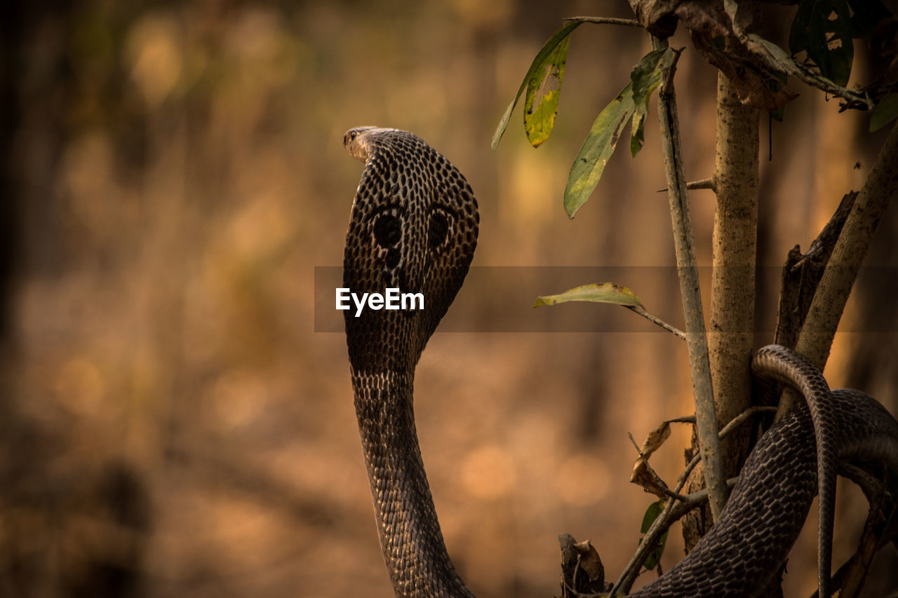 Close-up of cobra on plant