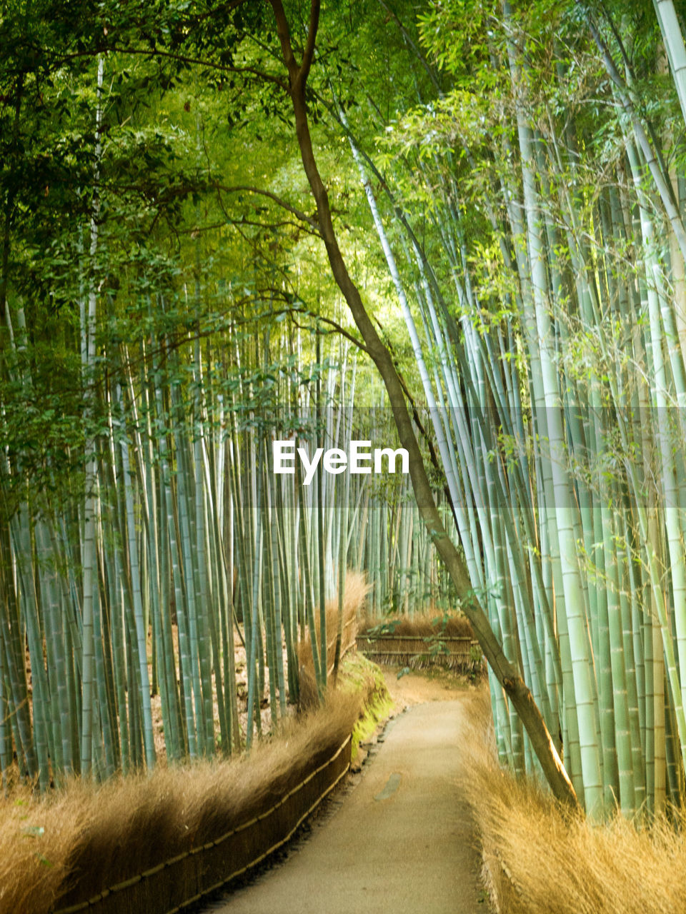 Footpath amidst bamboo plants in forest