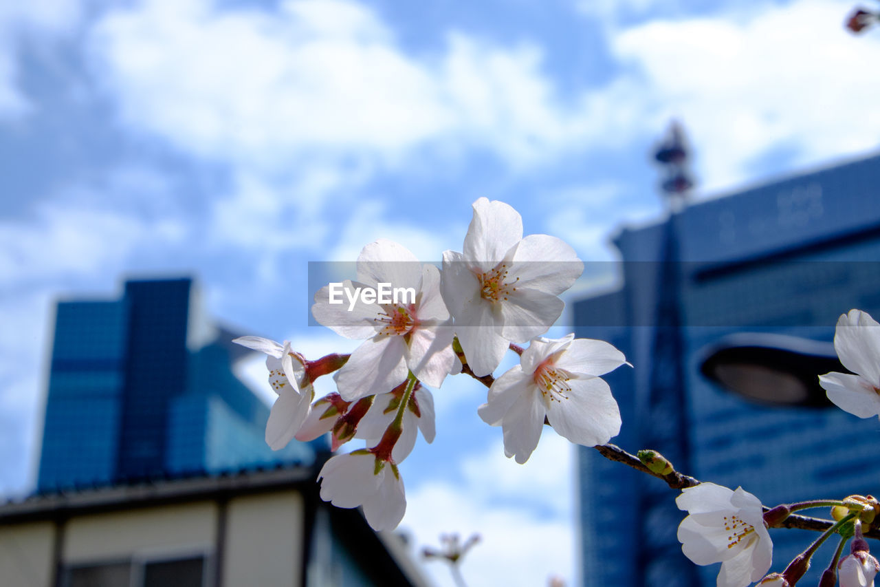 Low angle view of cherry blossom tree