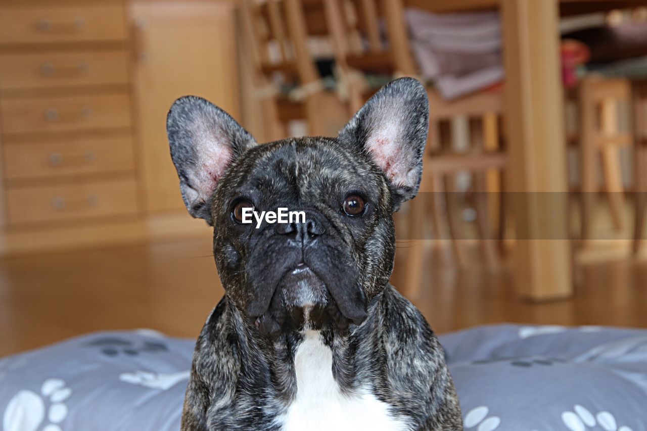 CLOSE-UP PORTRAIT OF A DOG