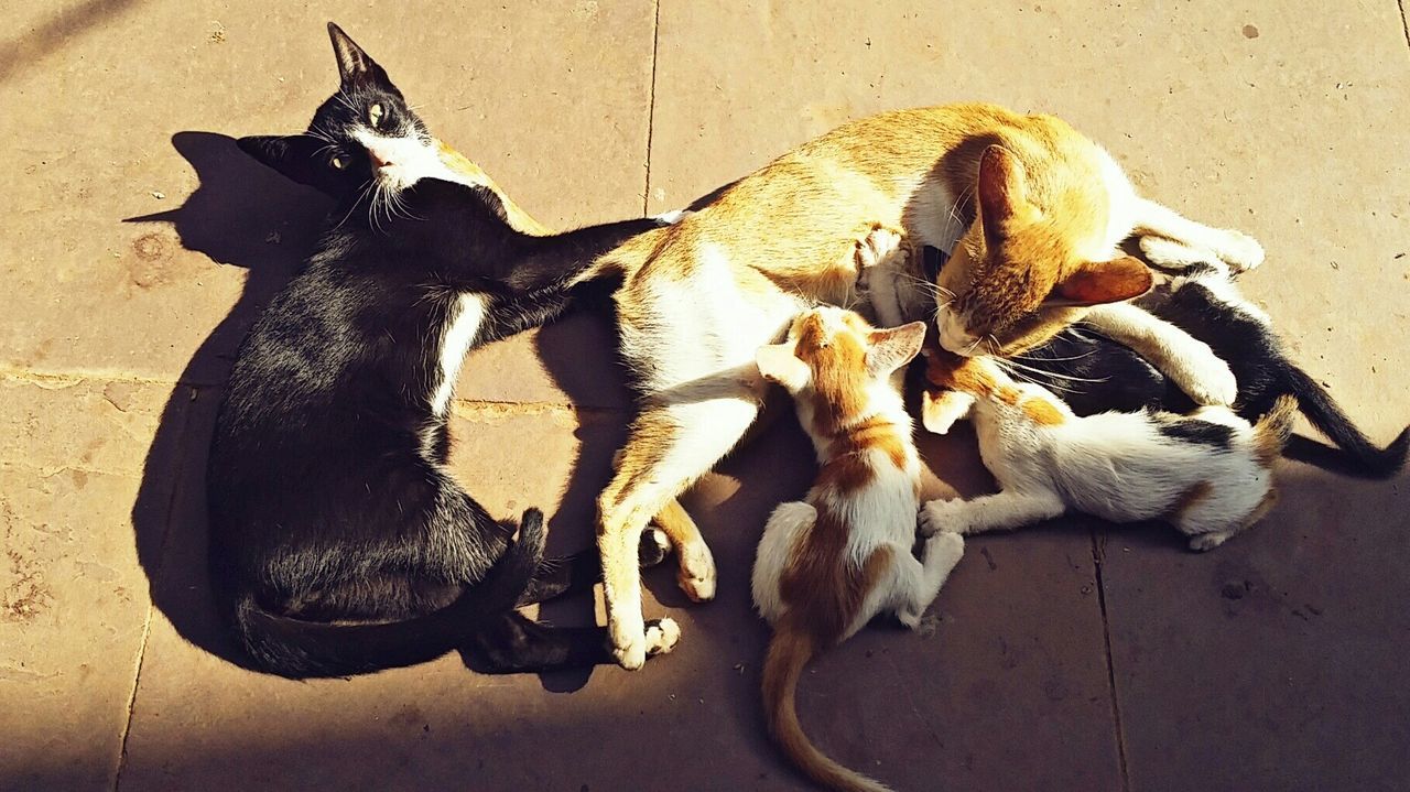 HIGH ANGLE VIEW OF DOGS RELAXING ON FLOOR