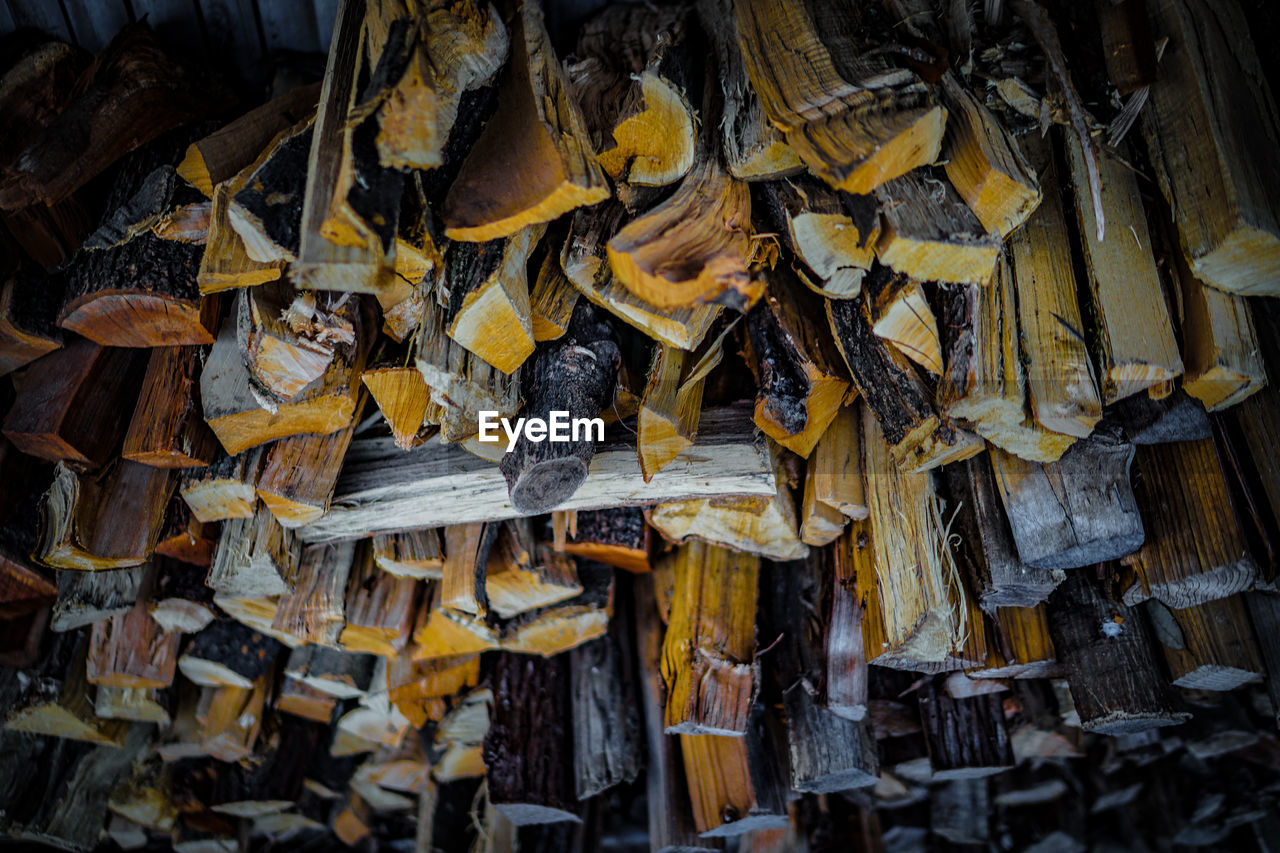 HIGH ANGLE VIEW OF MUSHROOMS IN FOREST