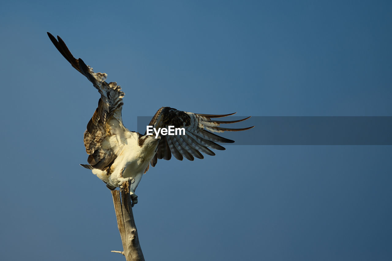 low angle view of bird flying in clear blue sky