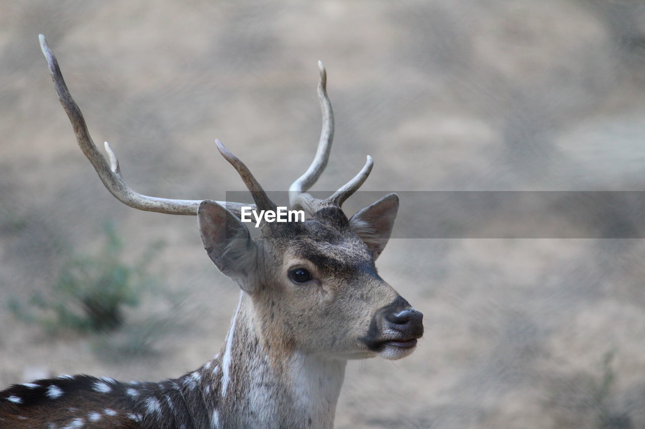 Close-up portrait of deer