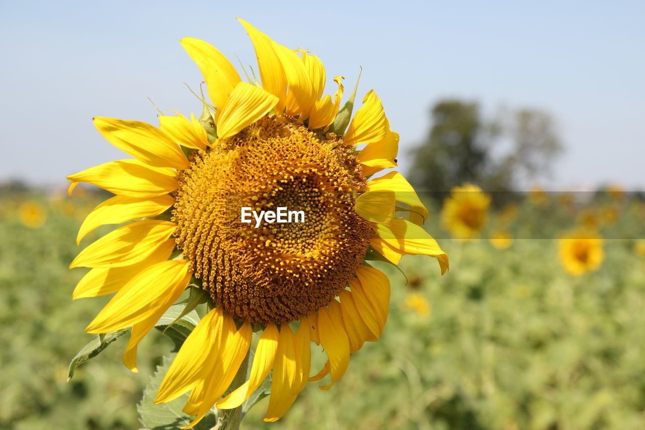 CLOSE-UP OF YELLOW SUNFLOWER