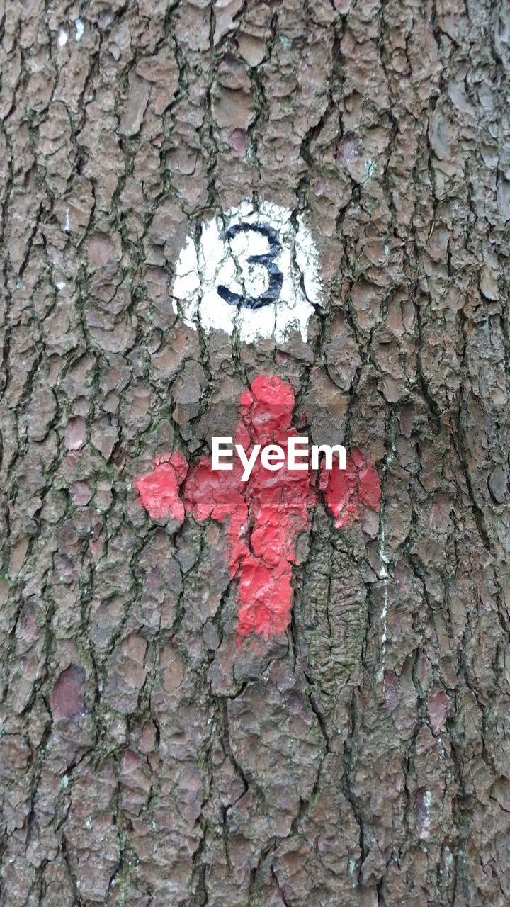 CLOSE-UP OF TREE TRUNK AGAINST WALL