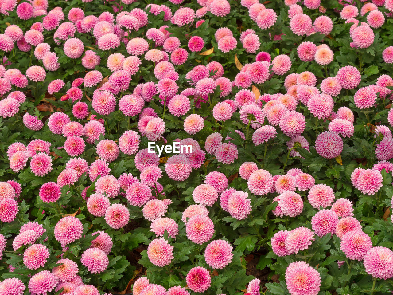 Full frame shot of pink flowering plants