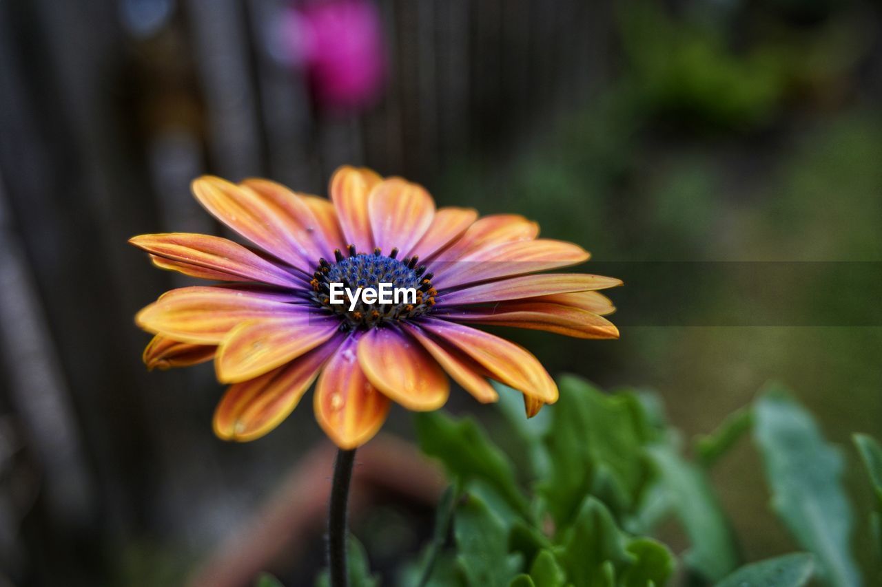 Close-up of purple flower