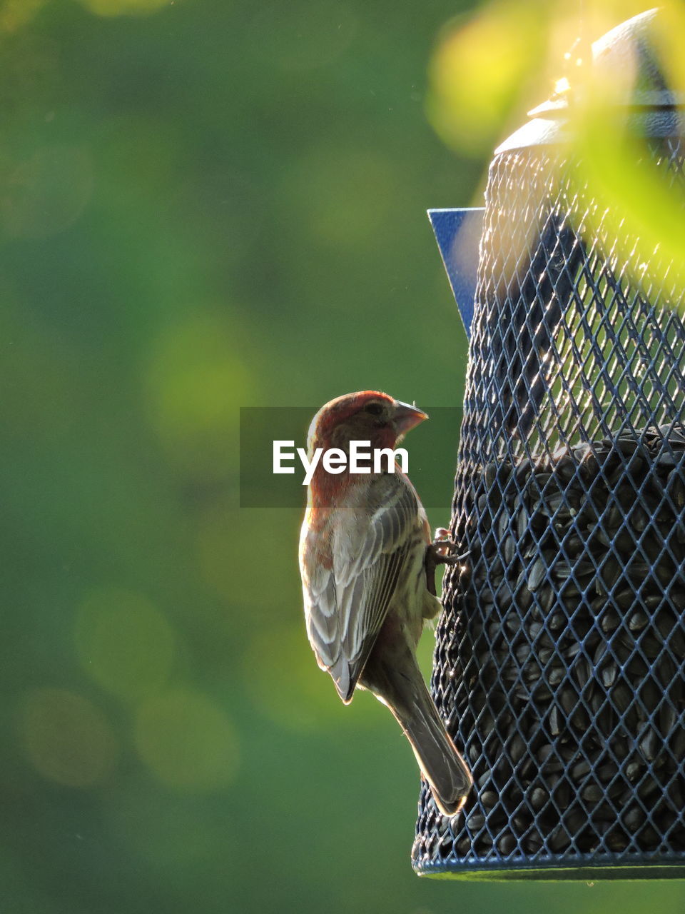 Close-up of bird perching on feeder