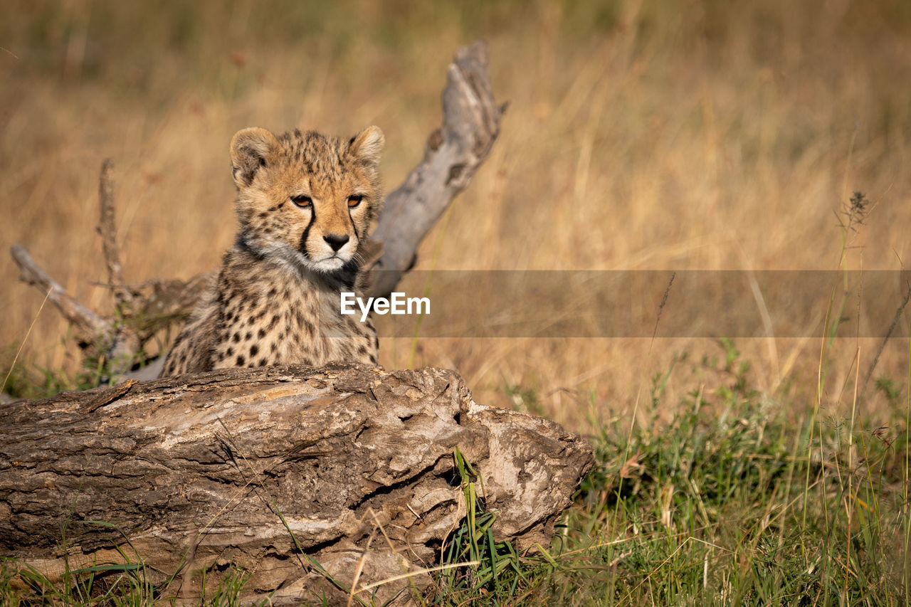 View of cheetah sitting at field