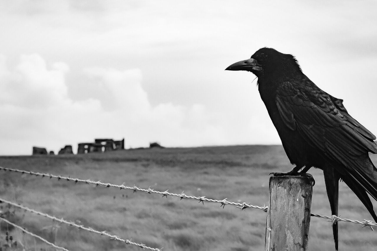 CLOSE-UP OF BIRD PERCHING ON WALL AGAINST SKY