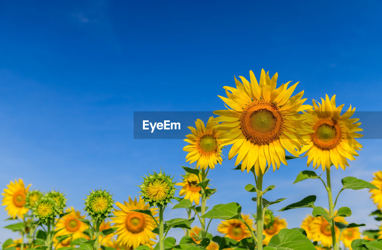 CLOSE-UP OF FRESH YELLOW SUNFLOWER AGAINST BLUE SKY