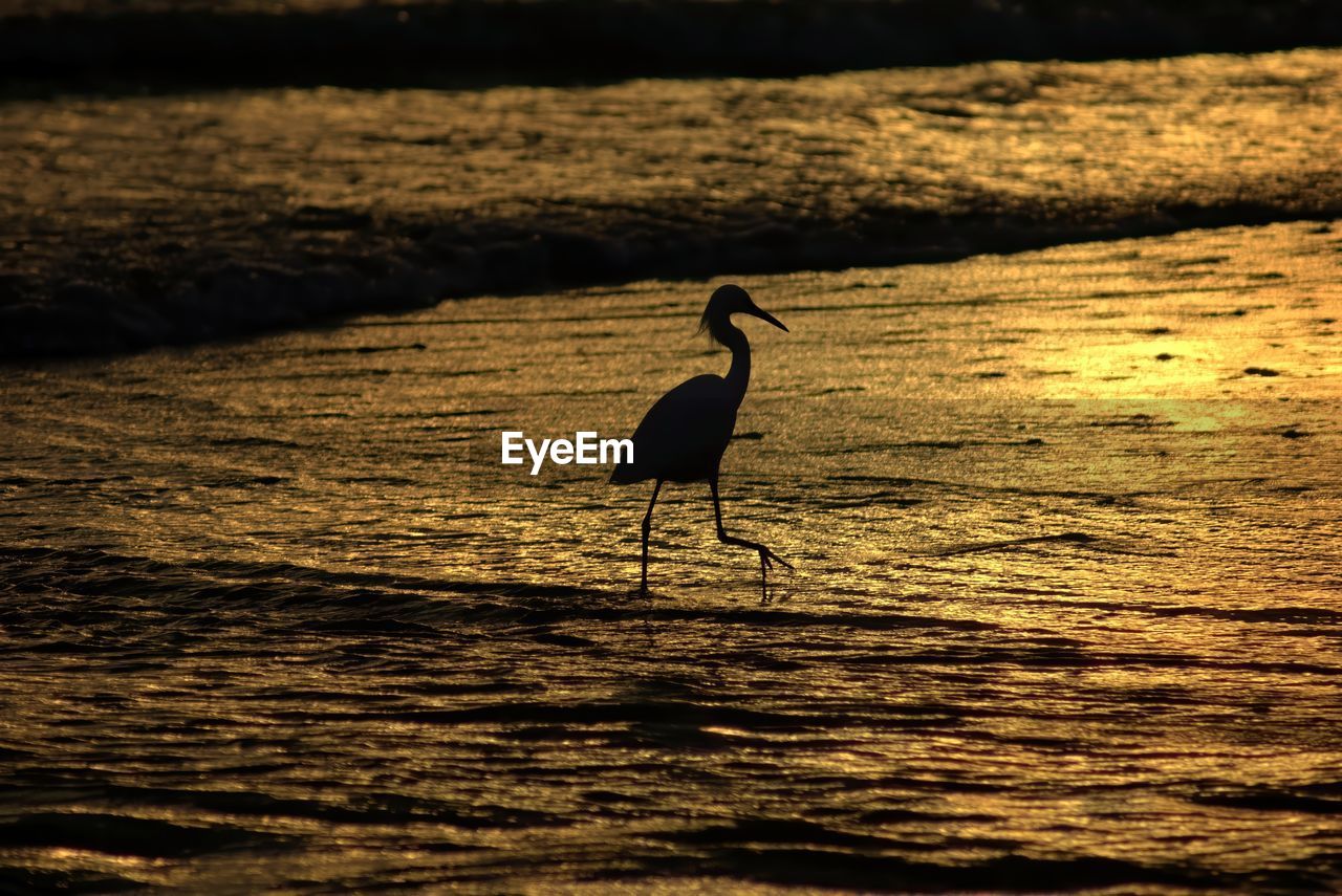 Egret - sanibel island 