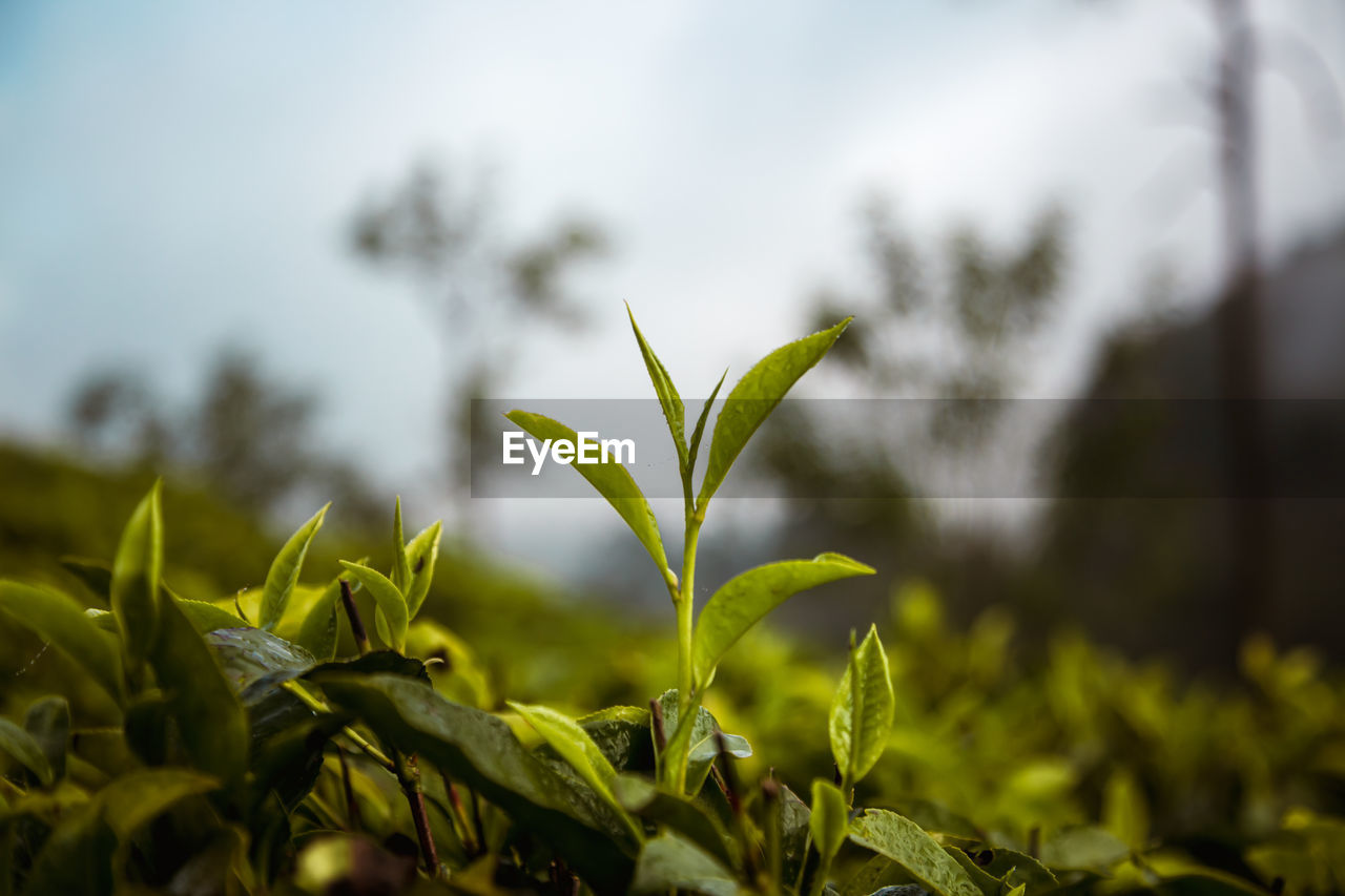 nature, green, plant, sunlight, grass, leaf, plant part, tree, sky, growth, flower, branch, environment, macro photography, food, land, no people, landscape, agriculture, beauty in nature, food and drink, field, outdoors, crop, close-up, freshness, forest, morning, environmental conservation, selective focus, rural scene, social issues, summer, focus on foreground, yellow, day, vegetable, autumn, cloud, light
