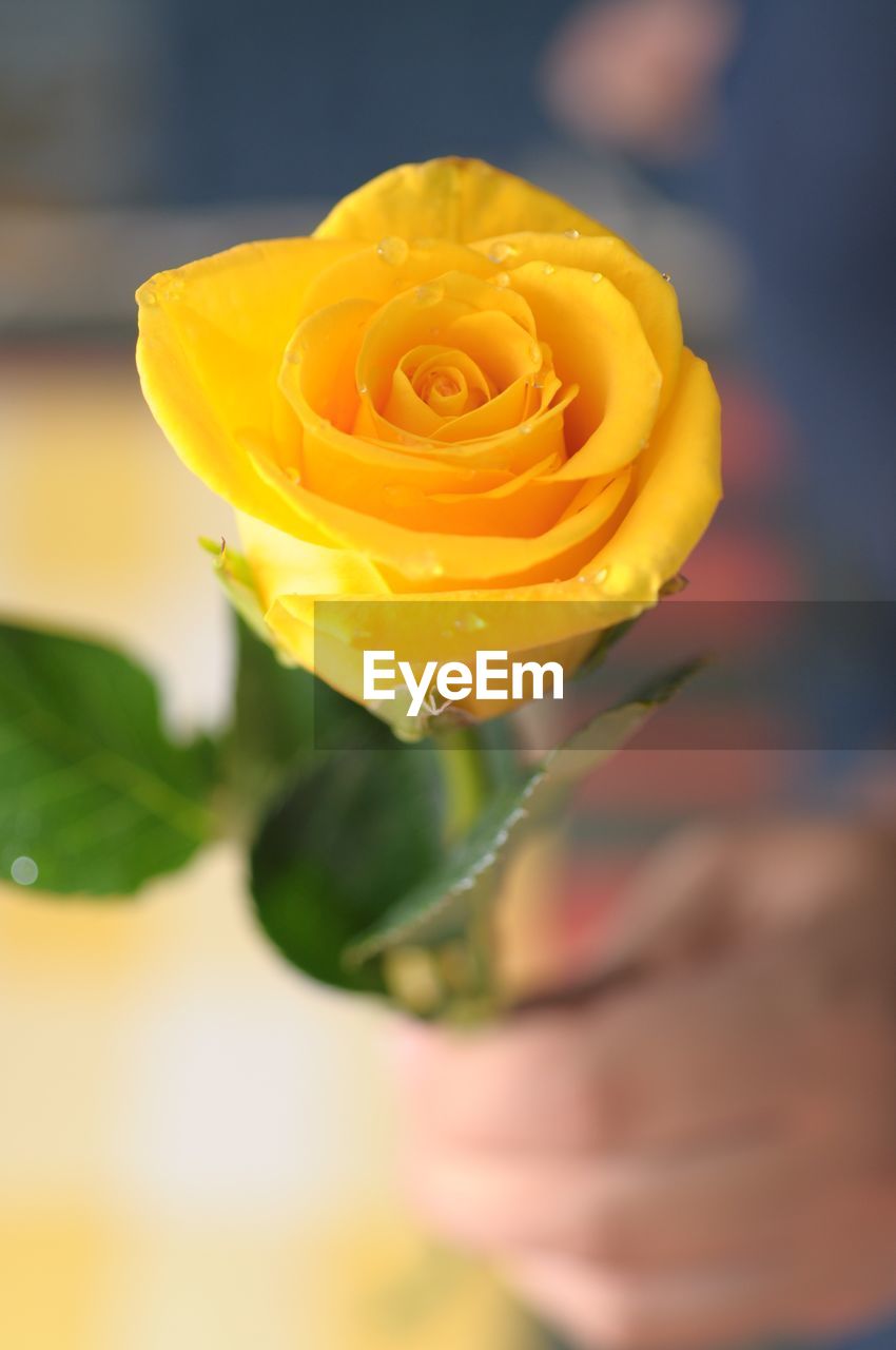 Cropped image of person holding wet yellow rose