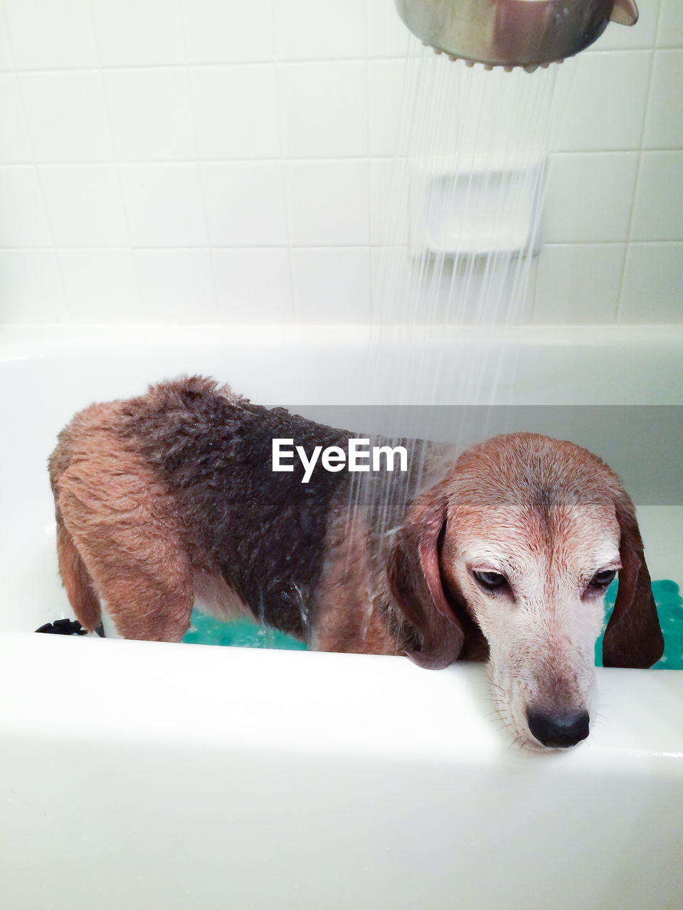 Close-up of dog in bathroom