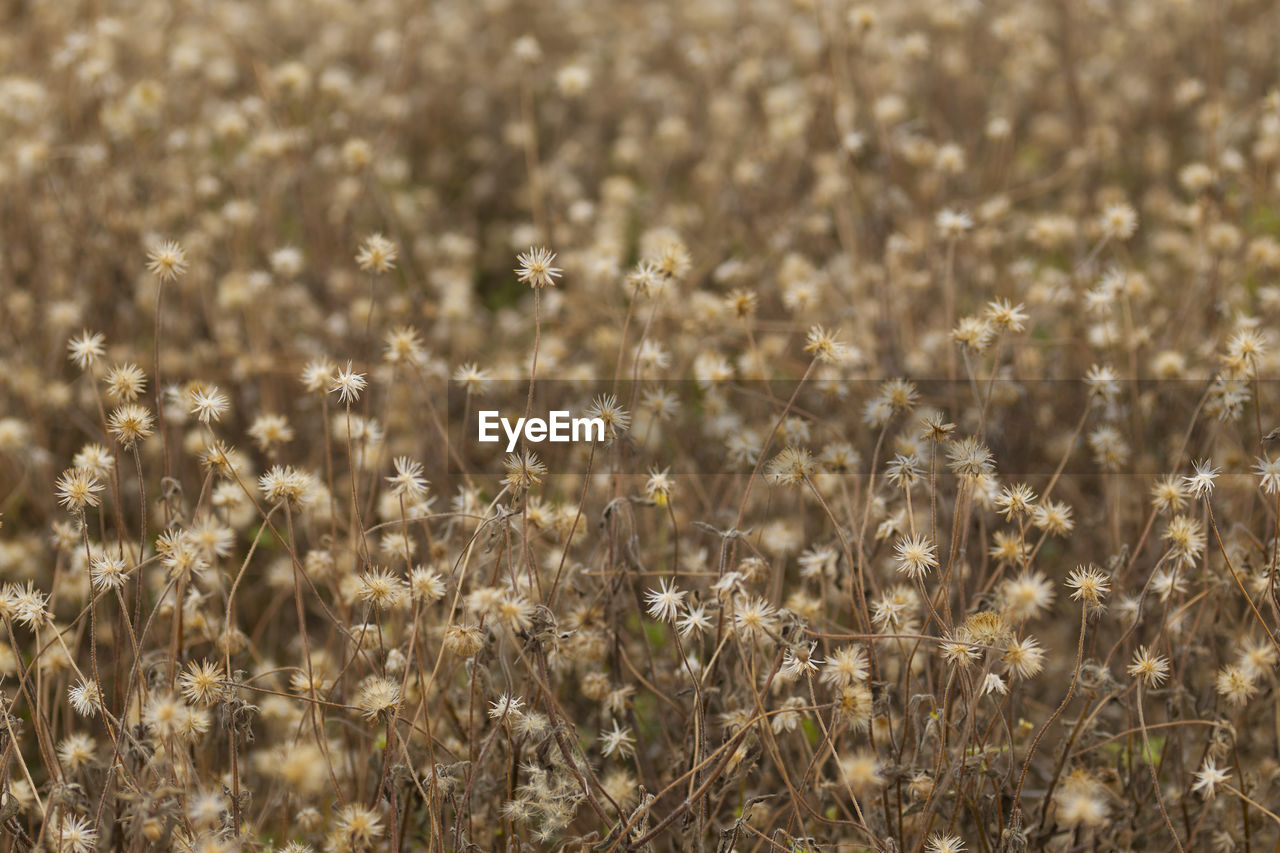 CLOSE-UP OF CROPS ON FIELD