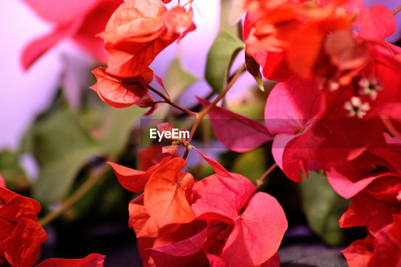 Close-up of red rose plant