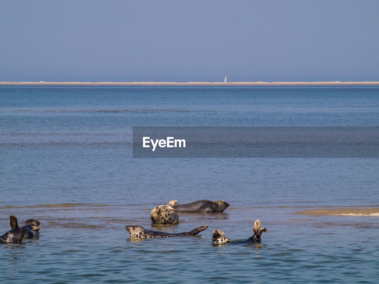 Seals swimming in the sea