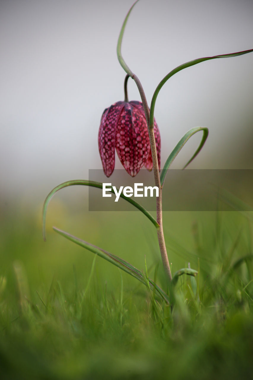 Snakes's head frittilary fritillaria meleagris growing in field