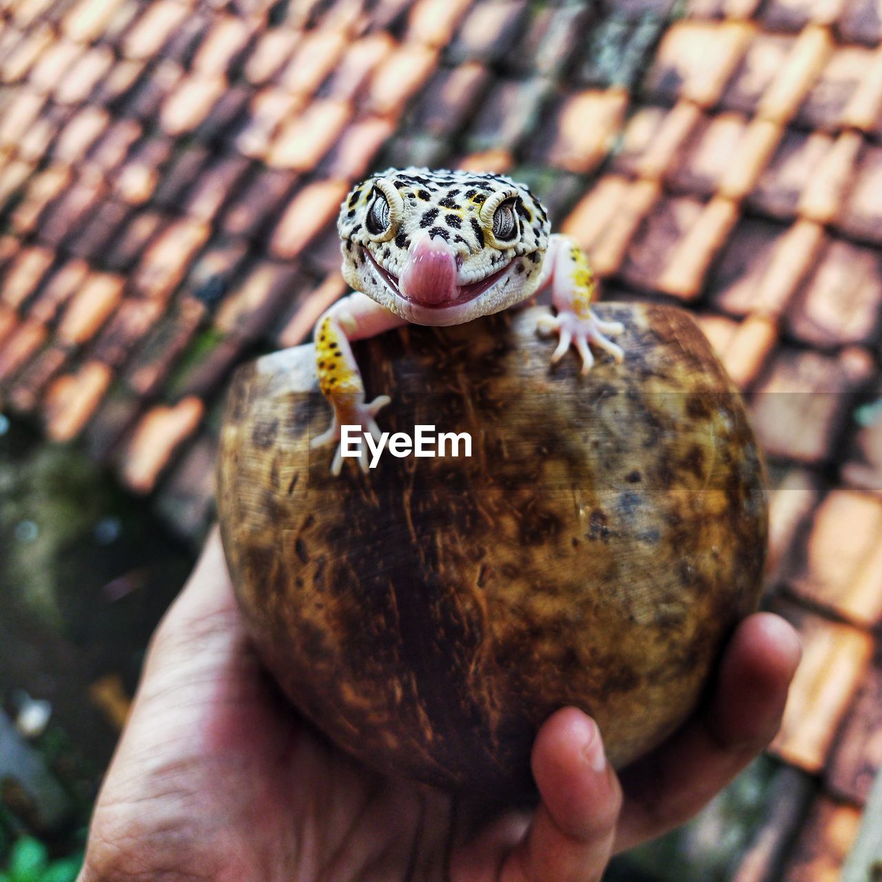 hand, animal themes, animal, holding, one person, animal wildlife, one animal, focus on foreground, reptile, close-up, wildlife, nature, day, outdoors, food, finger