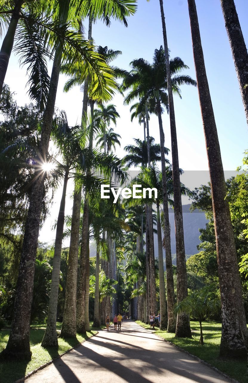 Low angle view of trees against sky