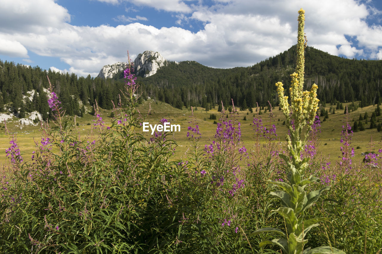 PURPLE FLOWERING PLANTS ON FIELD