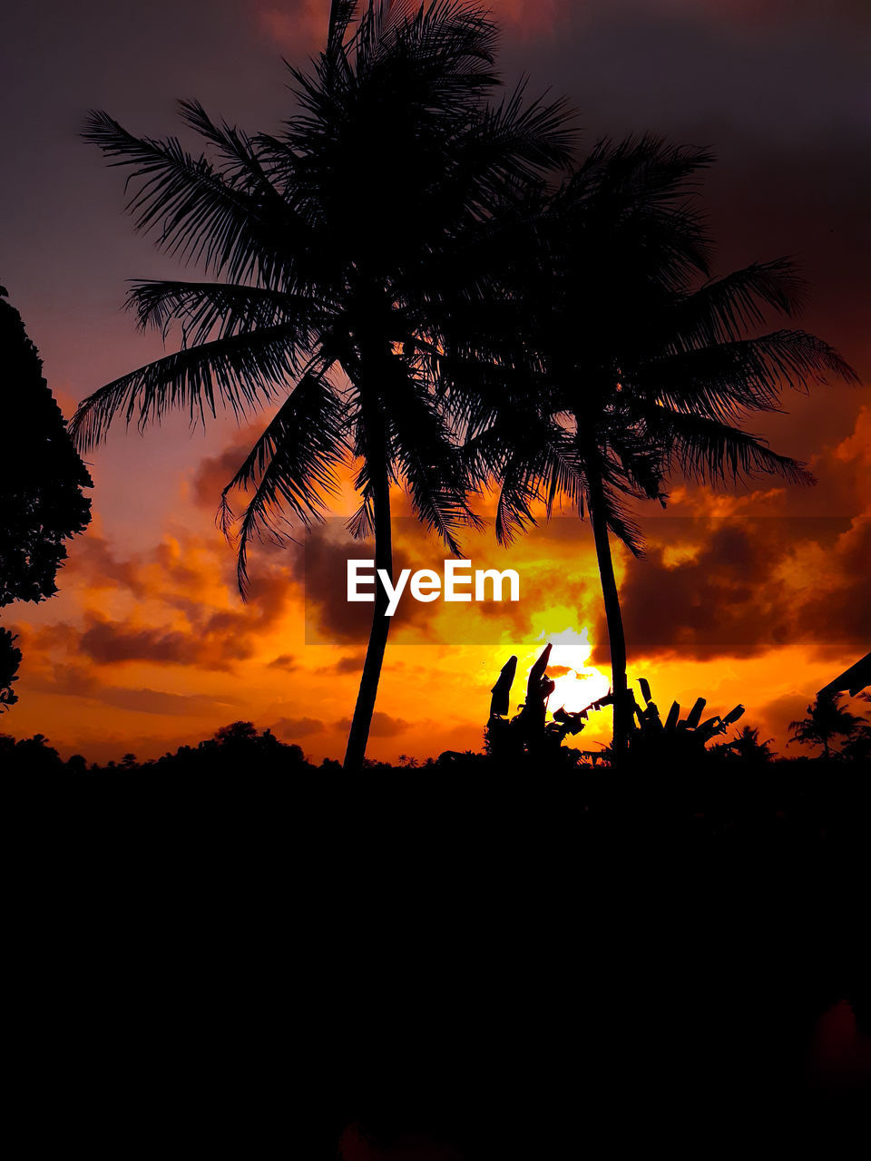 SILHOUETTE PALM TREE AGAINST ORANGE SKY