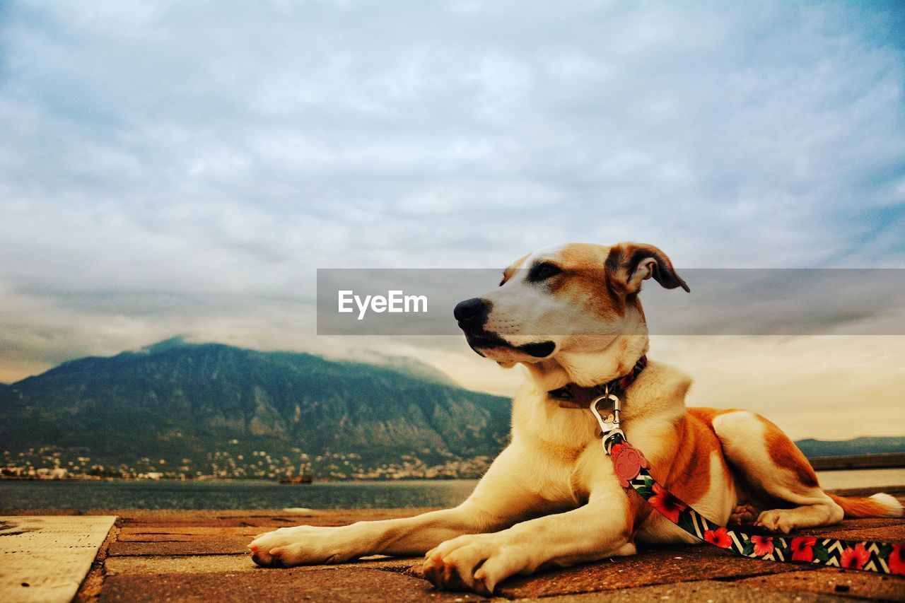 DOG RESTING ON A MOUNTAIN