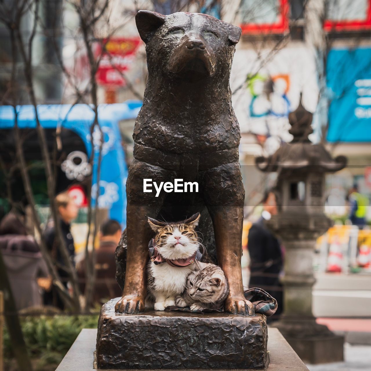 VIEW OF A CAT SITTING ON A HORSE