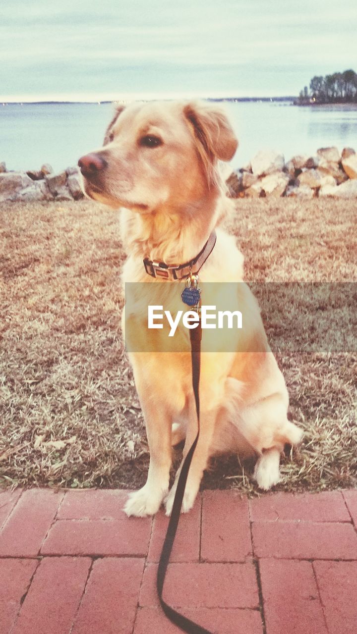 CLOSE-UP OF DOG SITTING ON SHORE AGAINST SEA