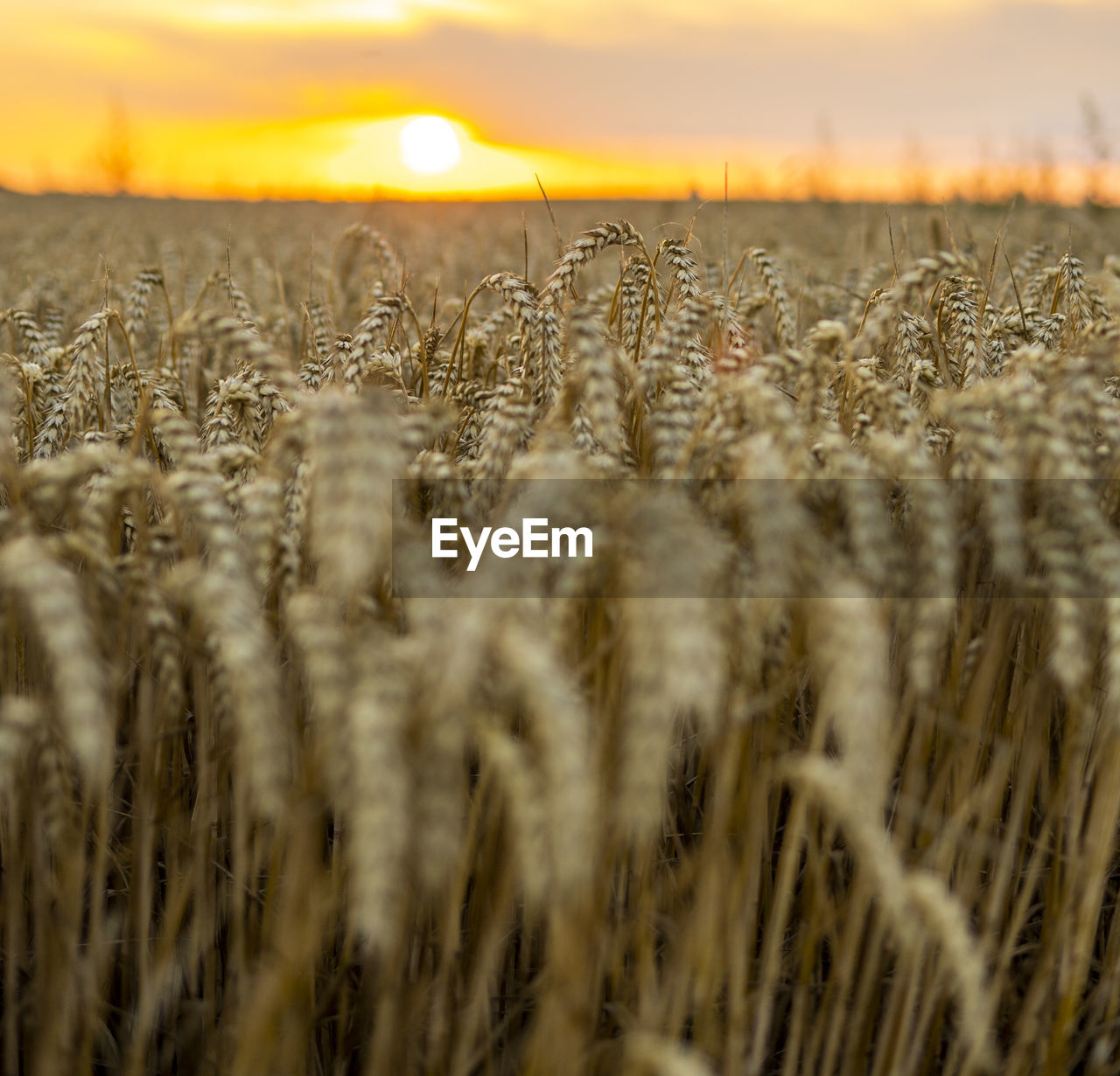 close-up of wheat growing in field