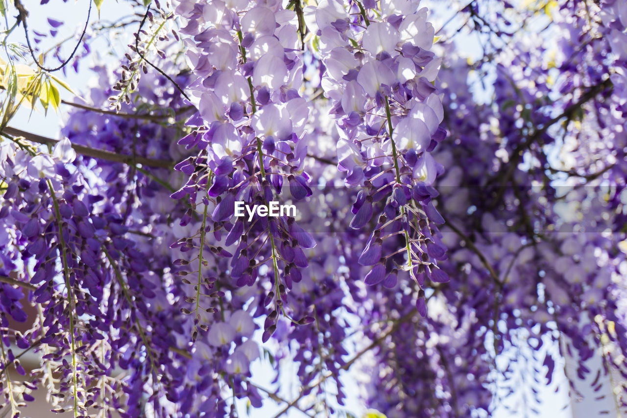 CLOSE-UP OF PURPLE FLOWERS ON TREE