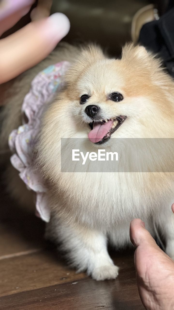 animal themes, animal, mammal, one animal, pomeranian, pet, dog, domestic animals, canine, german spitz klein, german spitz, german spitz mittel, hand, puppy, lap dog, one person, cute, young animal, indoors, animal body part, holding, adult, close-up, facial expression, animal hair