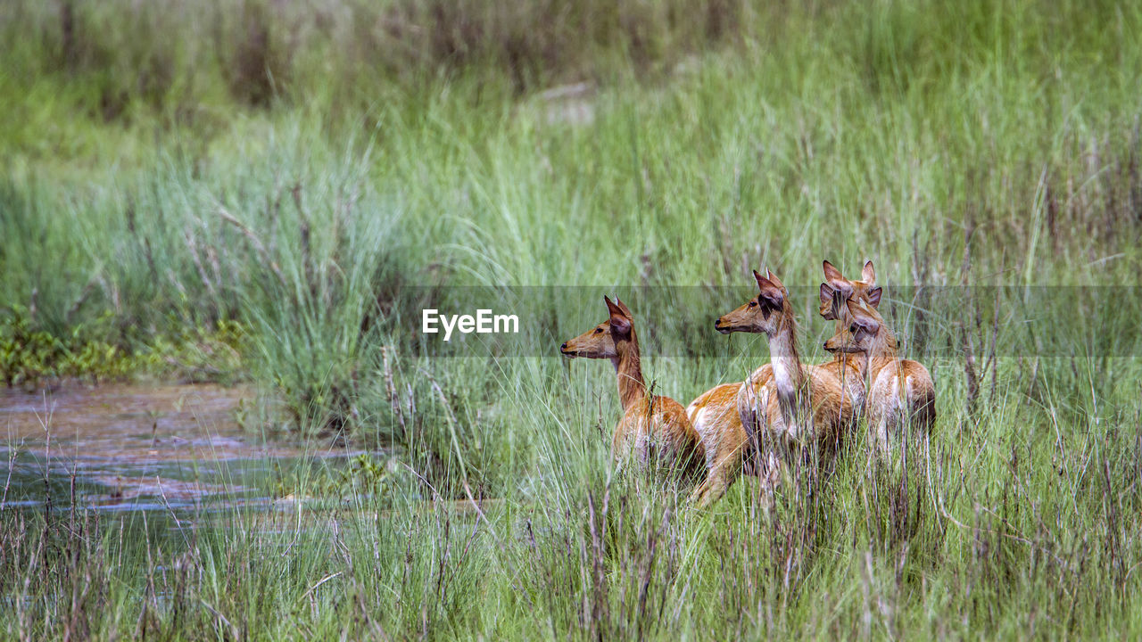 VIEW OF DEER