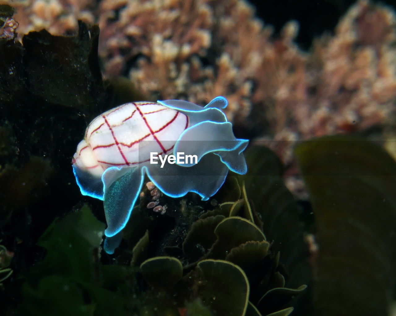 Red lined bubble snail-bullina lineata in sydney, australia