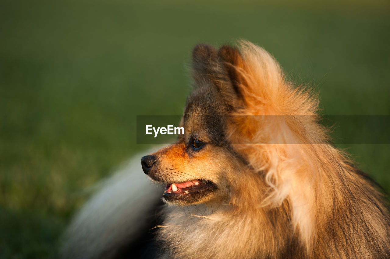 CLOSE-UP OF DOG WITH MOUTH OPEN