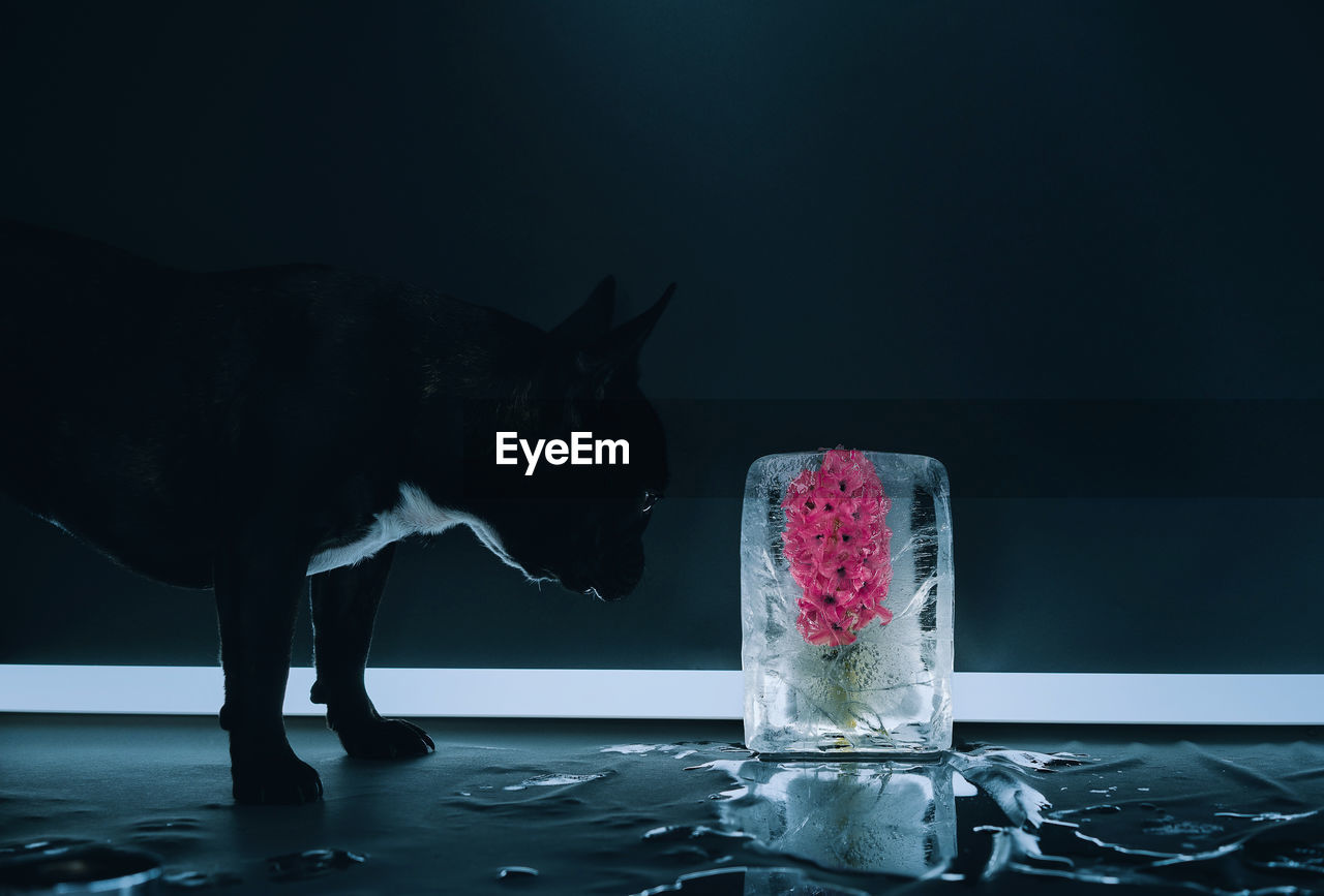 Close-up of french bulldog dog against hyacinth flower in ice on black background