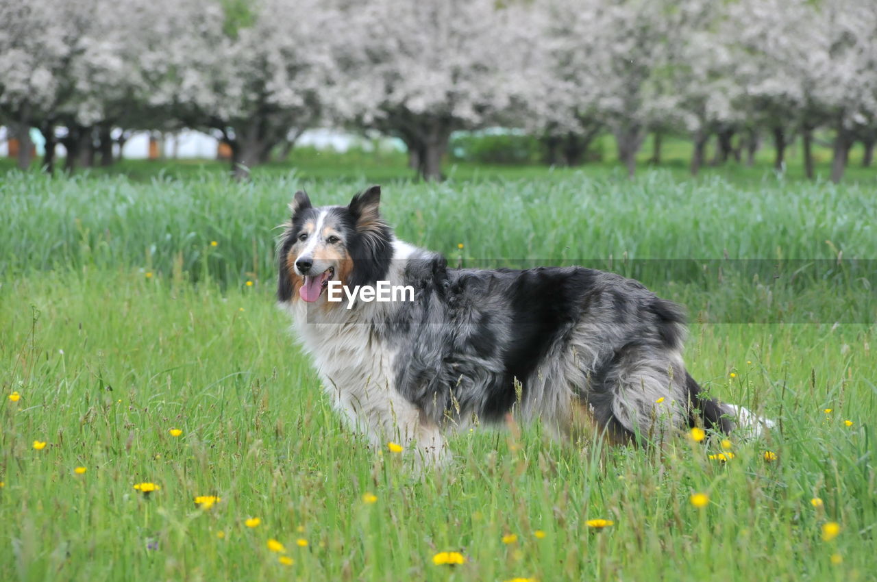 DOG ON FIELD BY GRASS